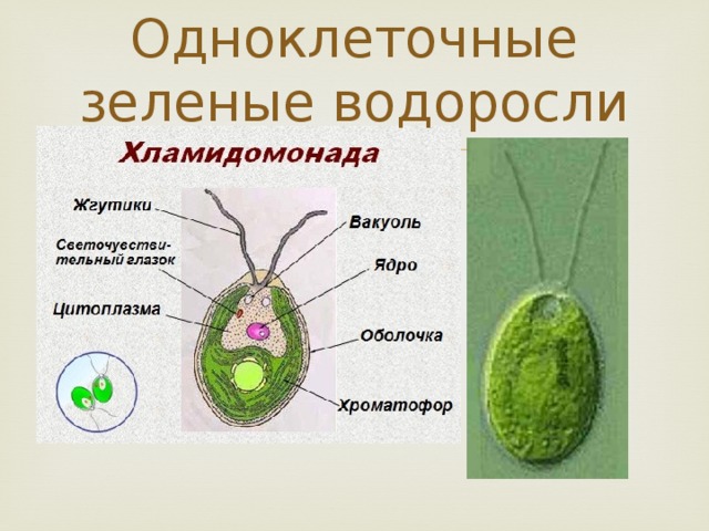 Строение зеленых