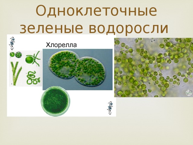 2 водоросли одноклеточные. Одноклеточные зеленые водоросли 5 класс биология. Одноклеточная зеленая водоросль хлорелла. Одноклеточные растения хлорелла. Зеленые водоросли хламидомонада хлорелла.