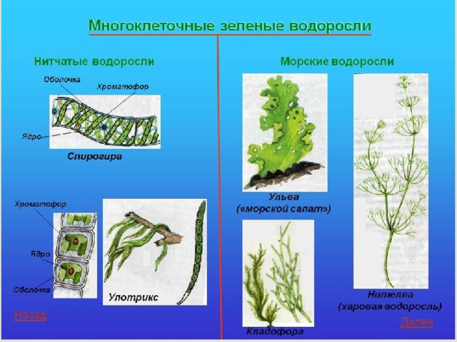 Многоклеточные зеленые водоросли