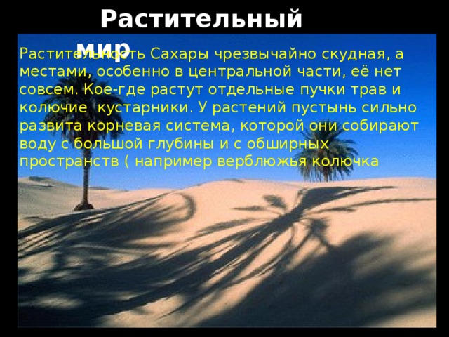  Растительный мир Растительность Сахары чрезвычайно скудная, а местами, особенно в центральной части, её нет совсем. Кое-где растут отдельные пучки трав и колючие кустарники. У растений пустынь сильно развита корневая система, которой они собирают воду с большой глубины и с обширных пространств ( например верблюжья колючка 