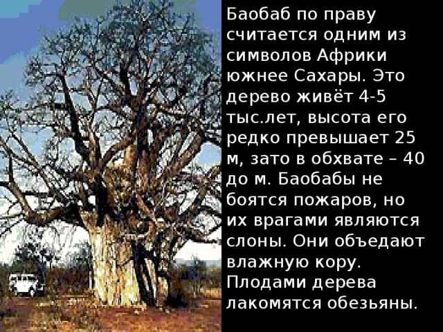 Баобаб по праву считается одним из символов Африки южнее Сахары. Это дерево живёт 4-5 тыс.лет, высота его редко превышает 25 м, зато в обхвате – 40 до м. Баобабы не боятся пожаров, но их врагами являются слоны. Они объедают влажную кору. Плодами дерева лакомятся обезьяны. 