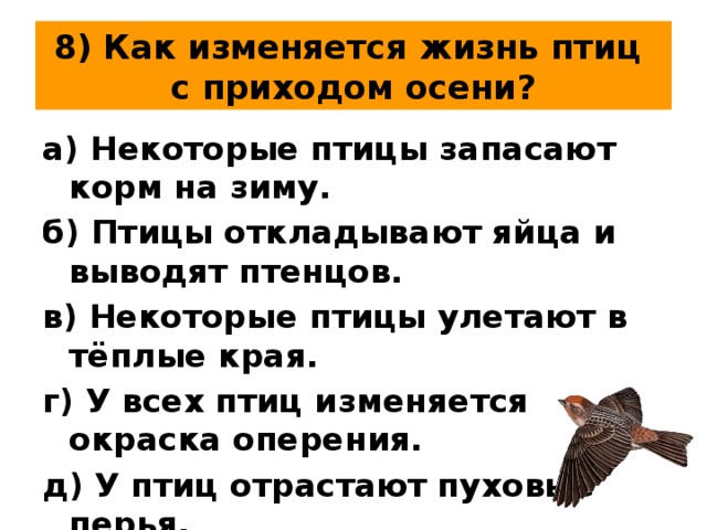 Что изменилось в поведении птиц. Что изменилось в поведении птиц осенью. Жизнь птиц осенью. Птицы осенью изменения. Что меняется в поведении птиц осенью.