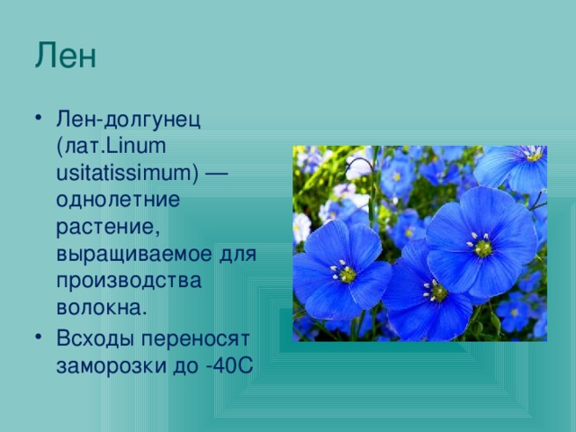 Лен Лен-долгунец (лат.Linum usitatissimum)  — однолетние растение, выращиваемое для производства волокна. Всходы переносят заморозки до -40С 