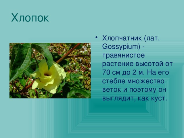 Хлопок Хлопчатник (лат. Gossypium) - травянистое растение высотой от 70 см до 2 м. На его стебле множество веток и поэтому он выглядит, как куст. 