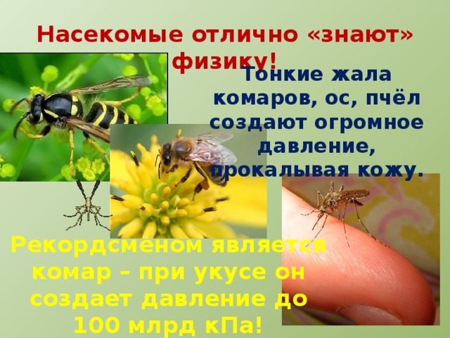 Насекомые отлично «знают» физику! Тонкие жала комаров, ос, пчёл создают огромное давление, прокалывая кожу. Рекордсменом является комар – при укусе он создает давление до 100 млрд кПа! 