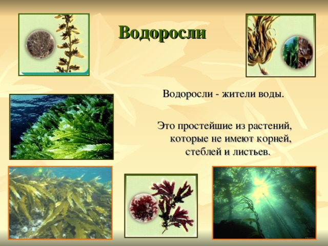 Водоросли не имеют ответ