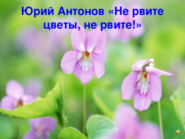 Юрий Антонов «Не рвите цветы, не рвите!» 