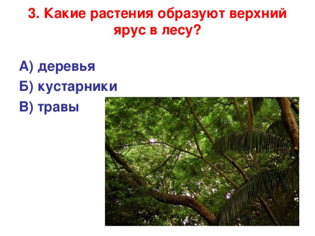 3. Какие растения образуют верхний ярус в лесу?   А) деревья Б) кустарники В) травы  