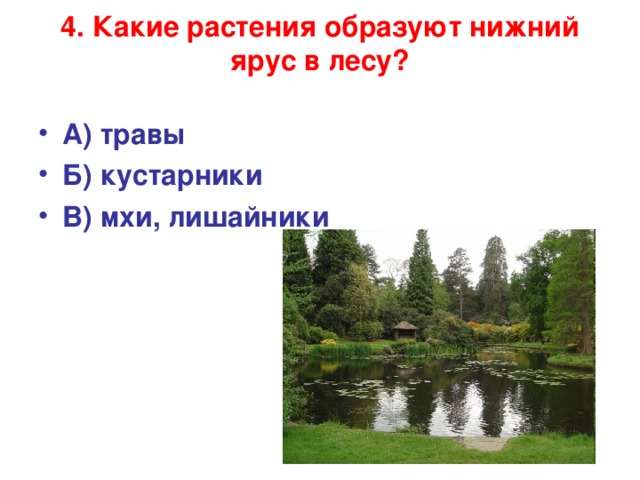 4. Какие растения образуют нижний ярус в лесу?   А) травы Б) кустарники В) мхи, лишайники 