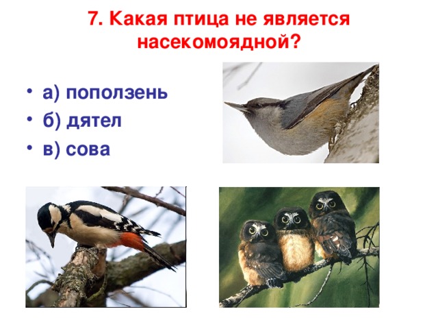 7. Какая птица не является насекомоядной?   а) поползень б) дятел в) сова  