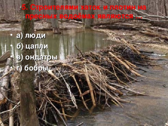 5. Строителями хаток и плотин на пресных водоёмах являются …   а) люди б) цапли в) ондатры г) бобры 