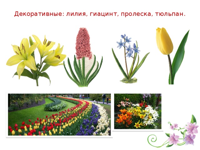 Де­ко­ра­тив­ные: лилия, ги­а­цинт, про­лес­ка, тюль­пан.    