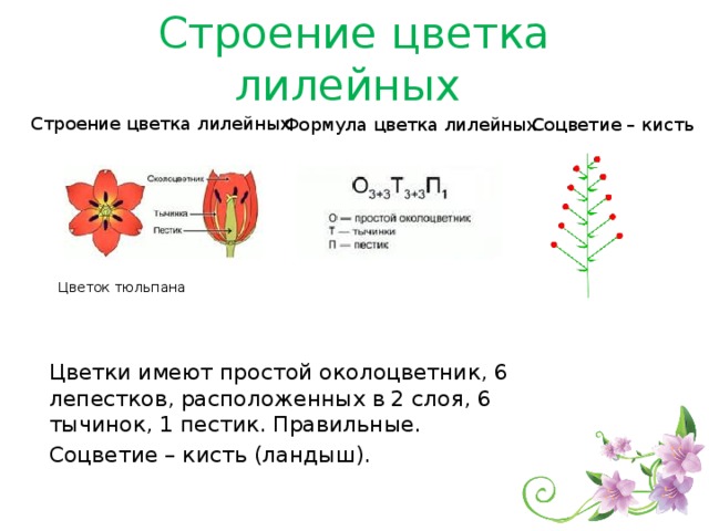 Строение цветка лилейных Стро­е­ние цвет­ка ли­лей­ных Фор­му­ла цвет­ка ли­лей­ных Соцветие – кисть Цве­ток тюль­па­на Цвет­ки имеют про­стой око­ло­цвет­ник, 6 ле­пест­ков, рас­по­ло­жен­ных в 2 слоя, 6 ты­чи­нок, 1 пе­стик. Пра­виль­ные. Со­цве­тие – кисть (лан­дыш). 