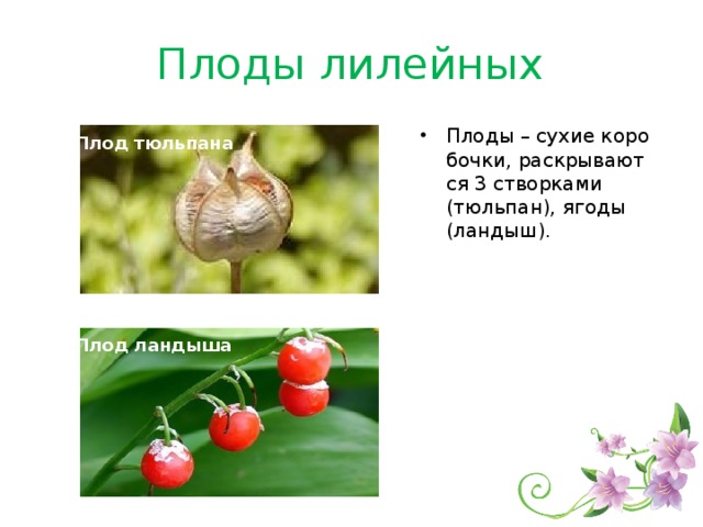 Плоды лилейных Плоды – сухие ко­ро­боч­ки, рас­кры­ва­ют­ся 3 створ­ка­ми (тюль­пан), ягоды (лан­дыш). Плод тюль­па­на Плод ландыша 