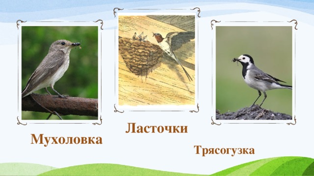 Ласточки Мухоловка Трясогузка 