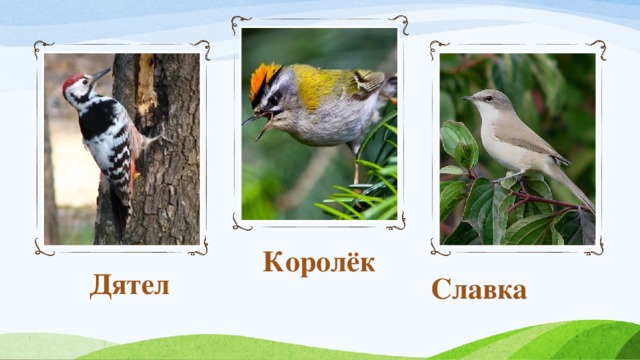 Королёк Дятел Славка 