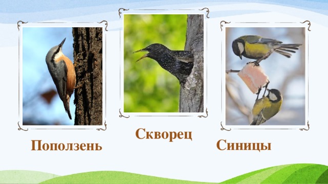 Скворец Синицы Поползень 