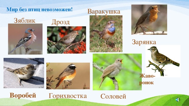 Мир без птиц невозможен! Варакушка Зяблик Дрозд  Зарянка Жаво- ронок Воробей Горихвостка Соловей 