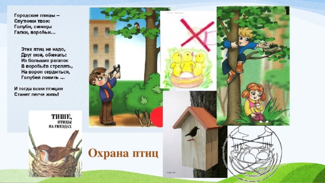 Охрана птиц 