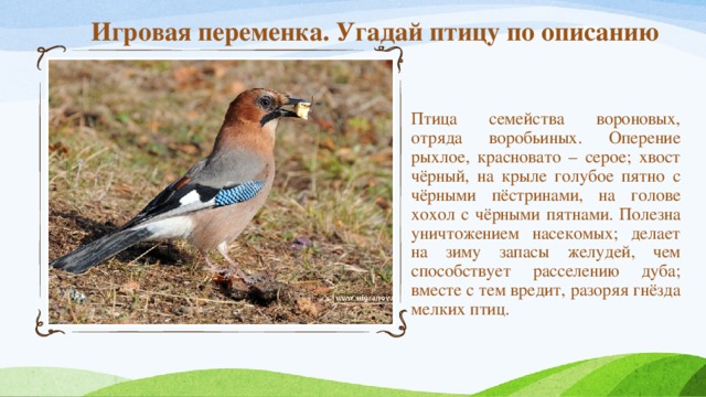 Игровая переменка. Угадай птицу по описанию Птица семейства вороновых, отряда воробьиных. Оперение рыхлое, красновато – серое; хвост чёрный, на крыле голубое пятно с чёрными пёстринами, на голове хохол с чёрными пятнами. Полезна уничтожением насекомых; делает на зиму запасы желудей, чем способствует расселению дуба; вместе с тем вредит, разоряя гнёзда мелких птиц.  