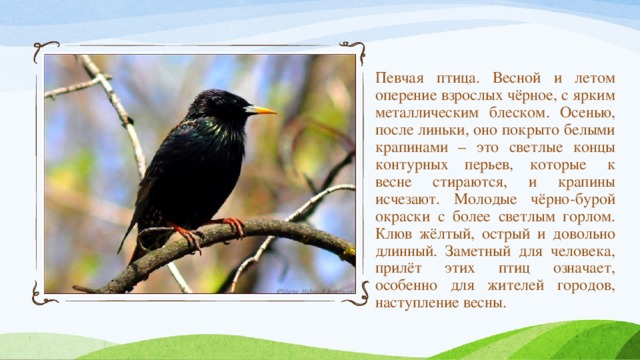 Певчая птица. Весной и летом оперение взрослых чёрное, с ярким металлическим блеском. Осенью, после линьки, оно покрыто белыми крапинами – это светлые концы контурных перьев, которые  к весне стираются, и крапины исчезают. Молодые чёрно-бурой окраски с более светлым горлом. Клюв жёлтый, острый и довольно длинный. Заметный для человека, прилёт этих птиц означает, особенно для жителей городов, наступление весны.  