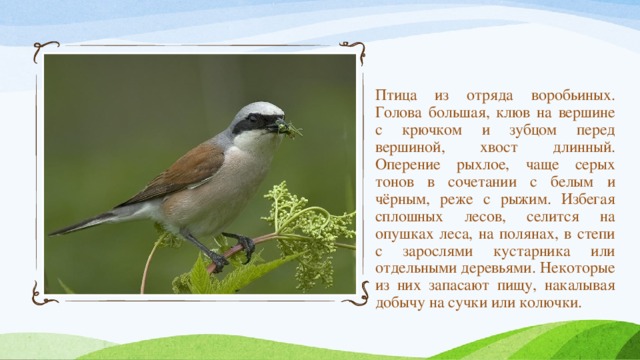 Птица из отряда воробьиных. Голова большая, клюв на вершине с крючком и зубцом перед вершиной, хвост длинный. Оперение рыхлое, чаще серых тонов в сочетании с белым и чёрным, реже с рыжим. Избегая сплошных лесов, селится на опушках леса, на полянах, в степи с зарослями кустарника или отдельными деревьями. Некоторые из них запасают пищу, накалывая добычу на сучки или колючки. 