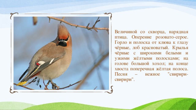 Величиной со скворца, нарядная птица. Оперение розовато-серое. Горло и полоска от клюва к глазу чёрные, лоб красноватый.  Крылья чёрные с широкими белыми и узкими жёлтыми полосками; на голове большой хохол; на конце хвоста поперечная жёлтая полоса. Песня – нежное 