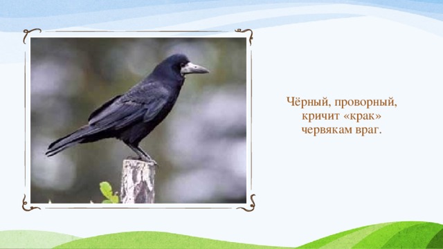 Чёрный, проворный,  кричит «крак»  червякам враг. 