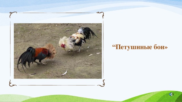 “ Петушин ые бои» 