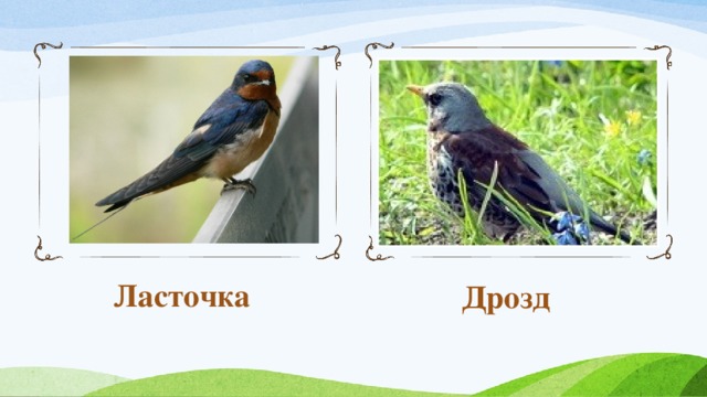 Ласточка Дрозд 