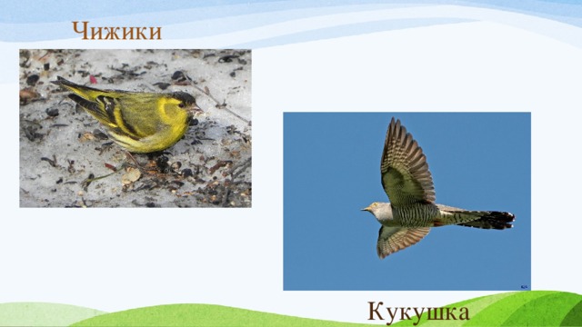 Чижики Кукушка 