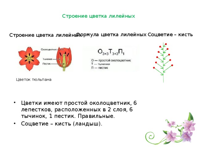 Диаграмма неправильного цветка