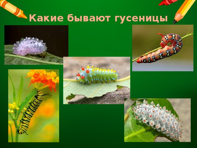 Какие бывают гусеницы 