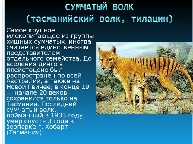 Животные истребленные человеком проект