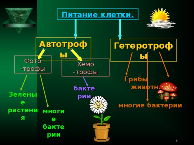 Питание клетки. Автотрофы Гетеротрофы Фото -трофы Хемо -трофы Грибы животные бактерии Зелёные растения многие бактерии многие бактерии  