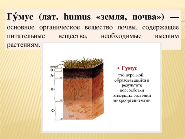 Гу́мус (лат. humus «земля, почва») — основное органическое вещество почвы, содержащее питательные вещества, необходимые высшим растениям. 