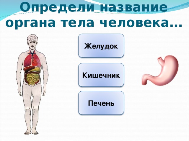 Тех карта организм человека 3 класс