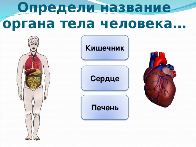 Внутренние органы человека картинка с названиями для детей