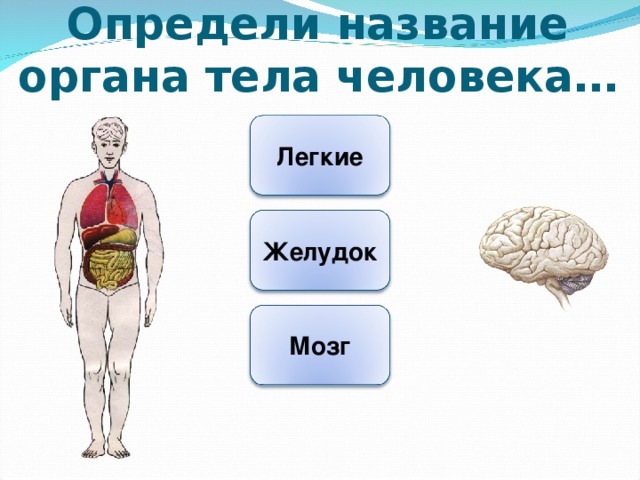 Как называются органы человека