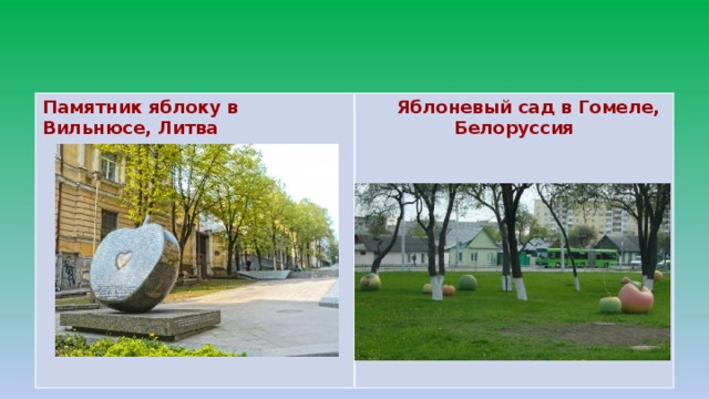 Памятник яблоку в Вильнюсе, Литва    Яблоневый сад в Гомеле, Белоруссия 