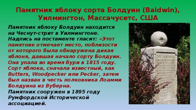 Памятник яблоку сорта Болдуин (Baldwin), Уилмингтон, Массачусетс, США Памятник яблоку Болдуин находится на Чеснут-стрит в Уилмингтоне. Надпись на постаменте гласит: «Этот памятник отмечает место, поблизости от которого была обнаружена дикая яблоня, давшая начало сорту Болдуин. Она упала во время бури в 1815 году. Сорт яблока, сначала известный, как Butters, Woodpecker или Pecker, затем был назван в честь полковника Лоамми Болдуина из Вуберна. Памятник сооружен в 1895 году Румфордской Исторической ассоциацией. 