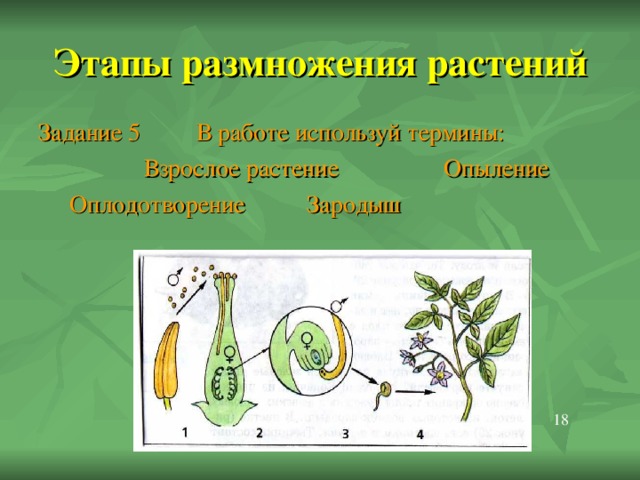 Семя-будущее растение Вспомни и подпиши части семени фасоли Задание 4   16 