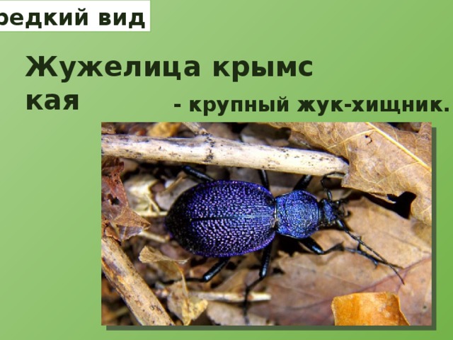 Какой тип развития характерен для жужелицы крымской изображенной на рисунке