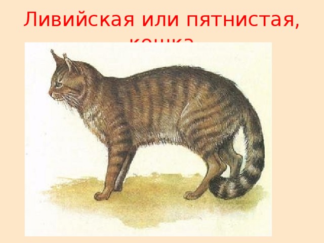 Как выглядели 1 кошки