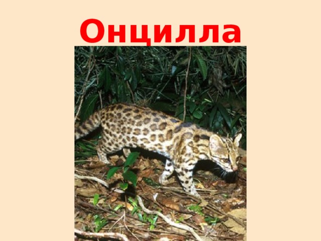 Онцилла 
