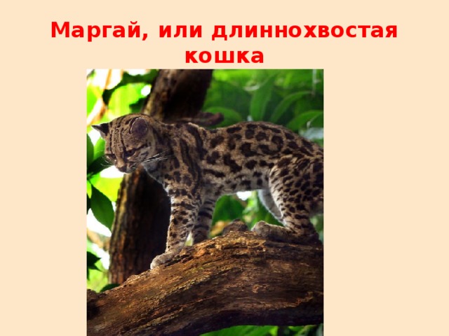 Маргай, или длиннохвостая кошка 