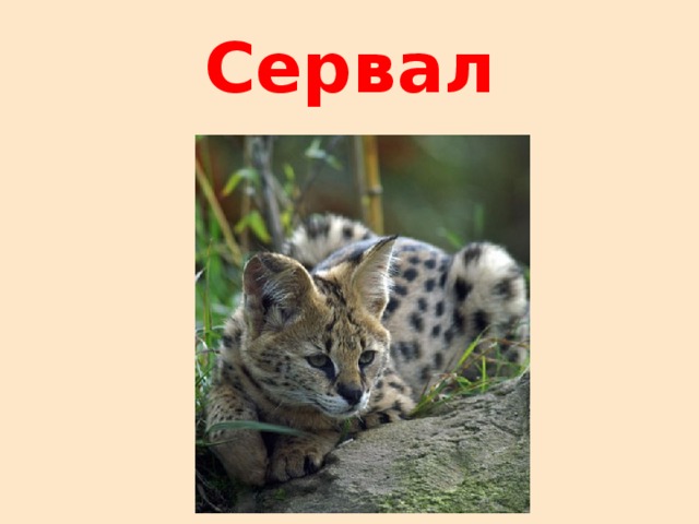 Сервал 