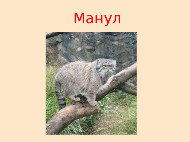   Манул 
