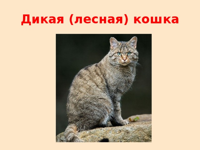 Дикая (лесная) кошка 