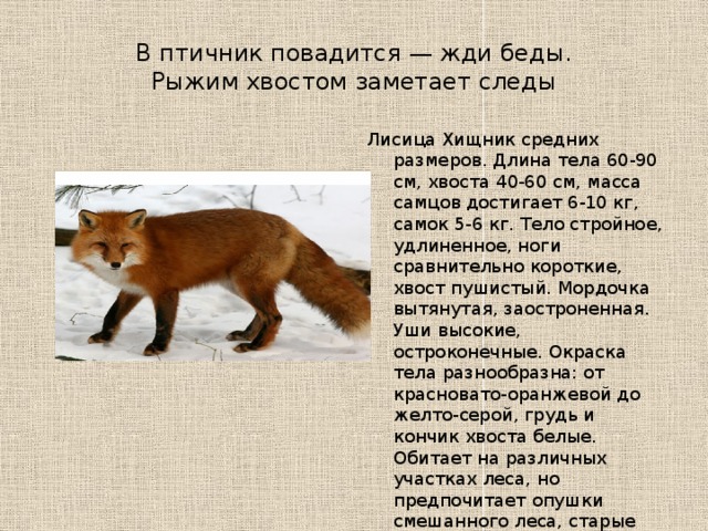 Животные костромской области проект